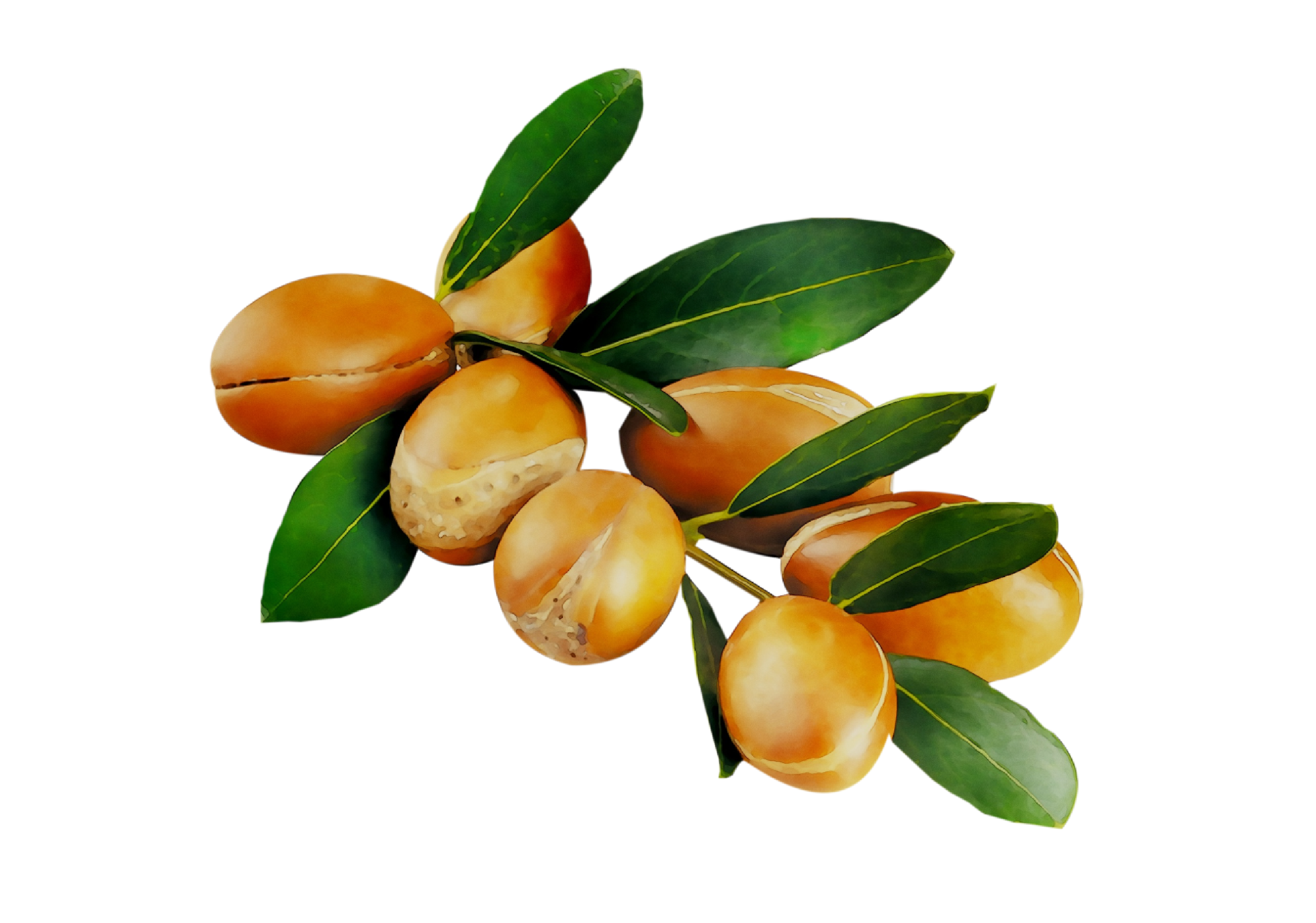 Argan Oil