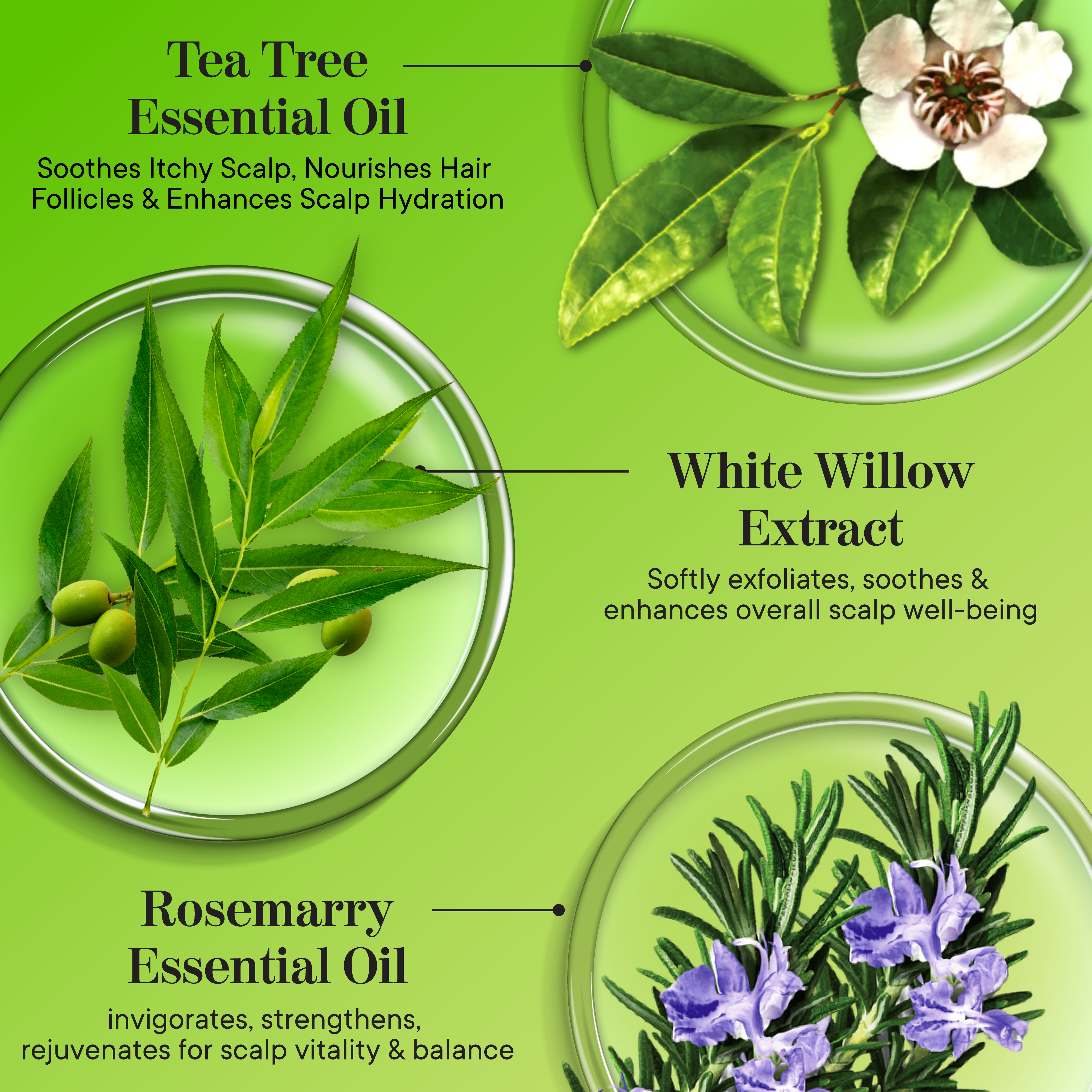 Scalp Harmony Concentrated Oil Technology