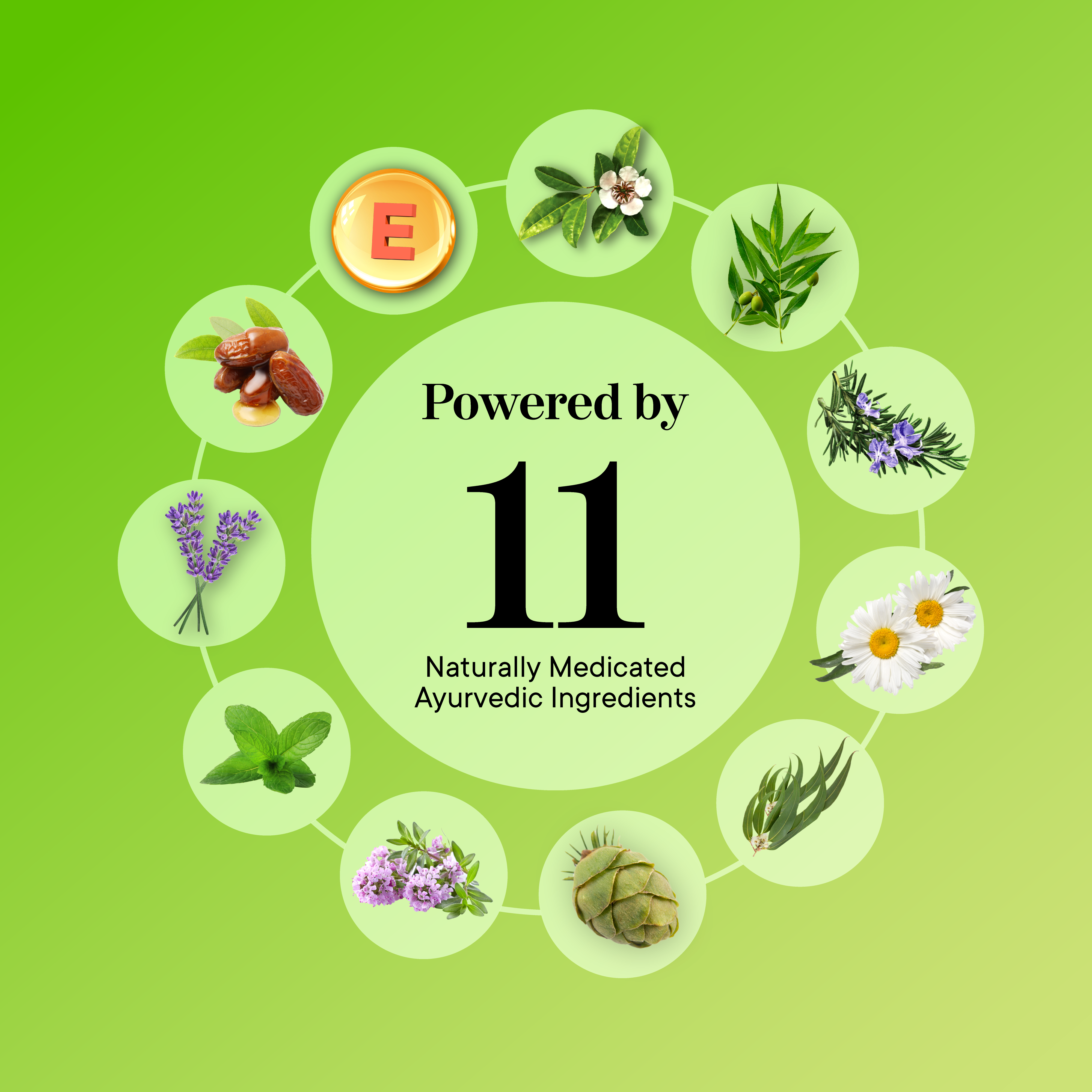 Scalp Harmony Concentrated Oil Ingredients