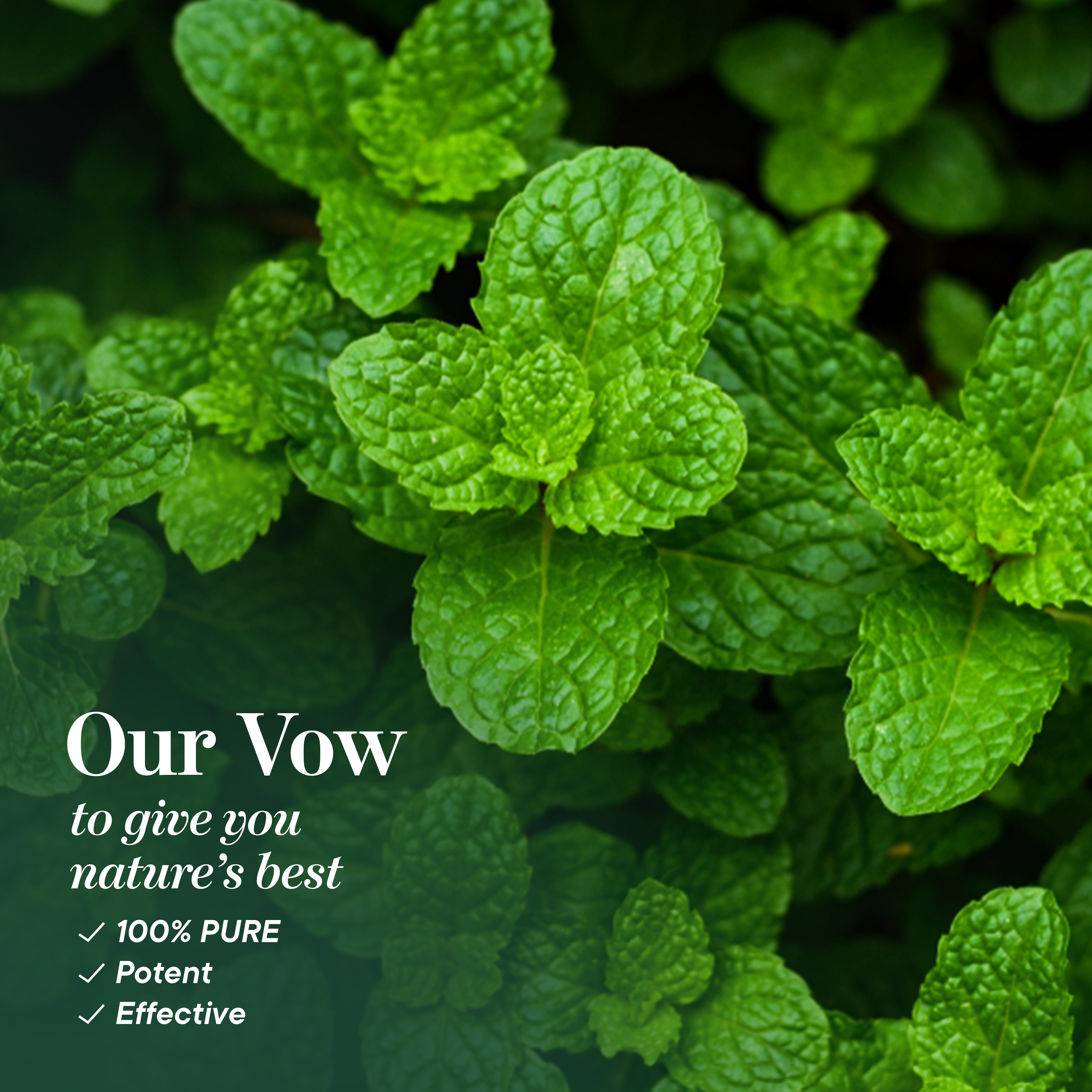 Australian Peppermint Oil Ingredients