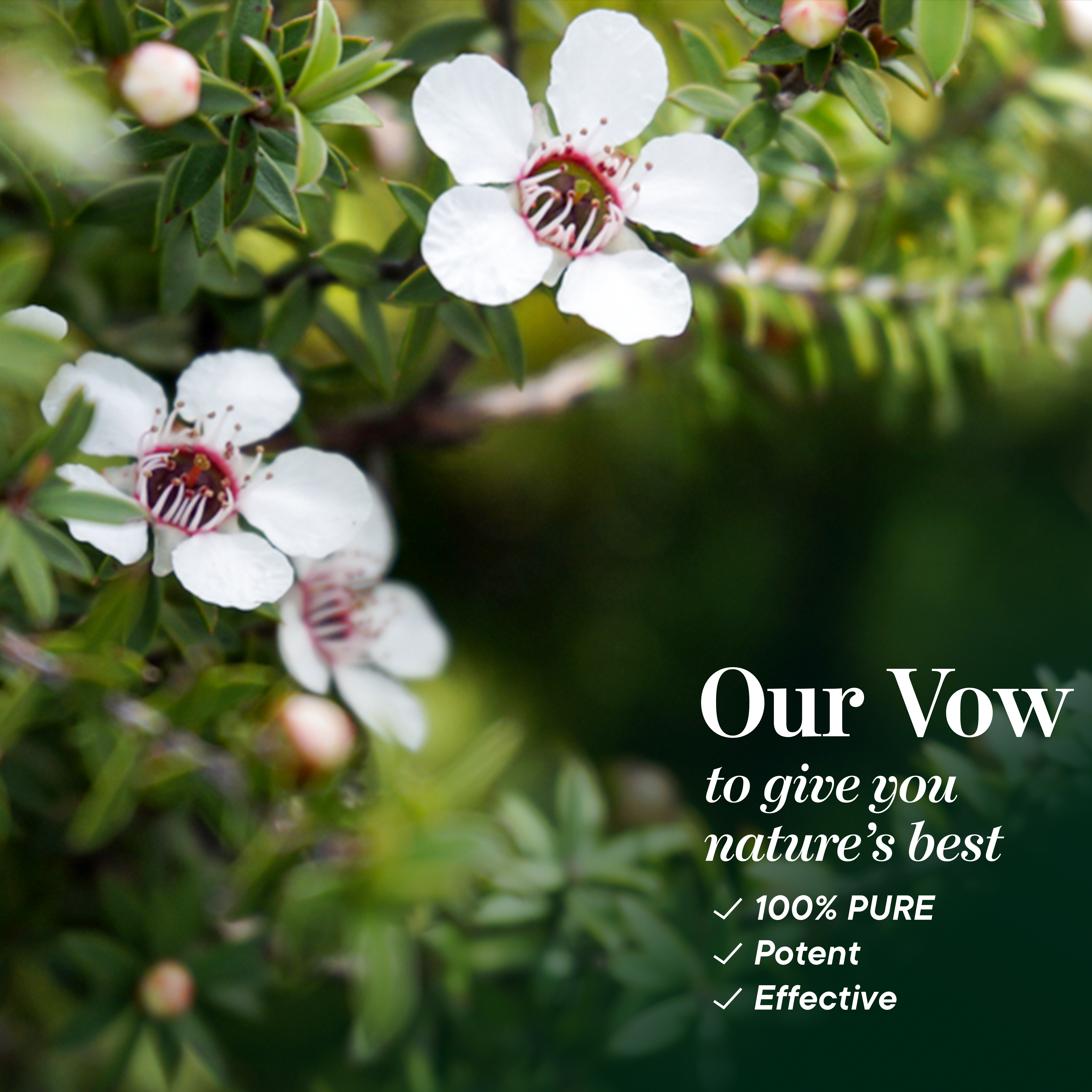 Australian Tea Tree Oil Ingredients
