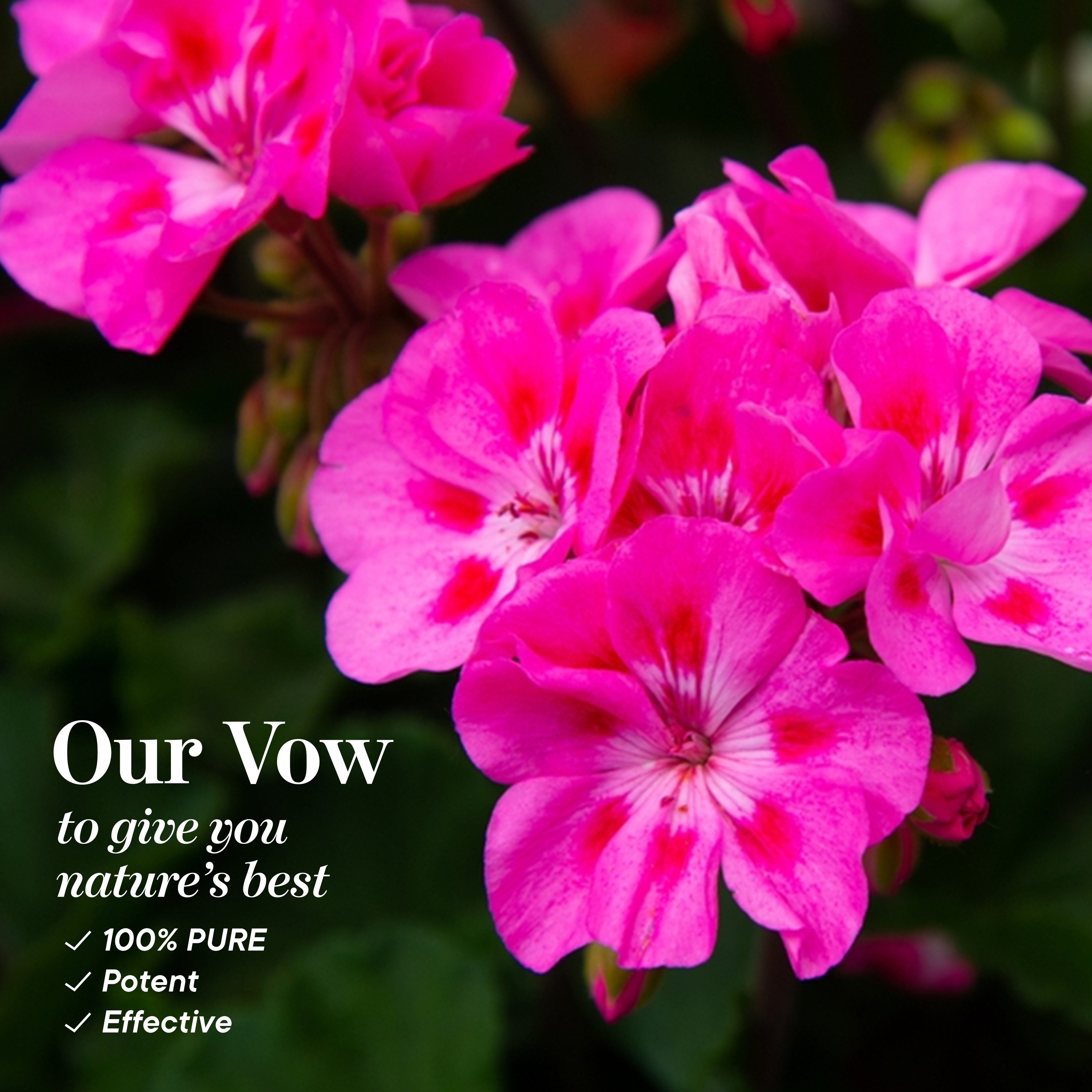 Rose Geranium Ingredients