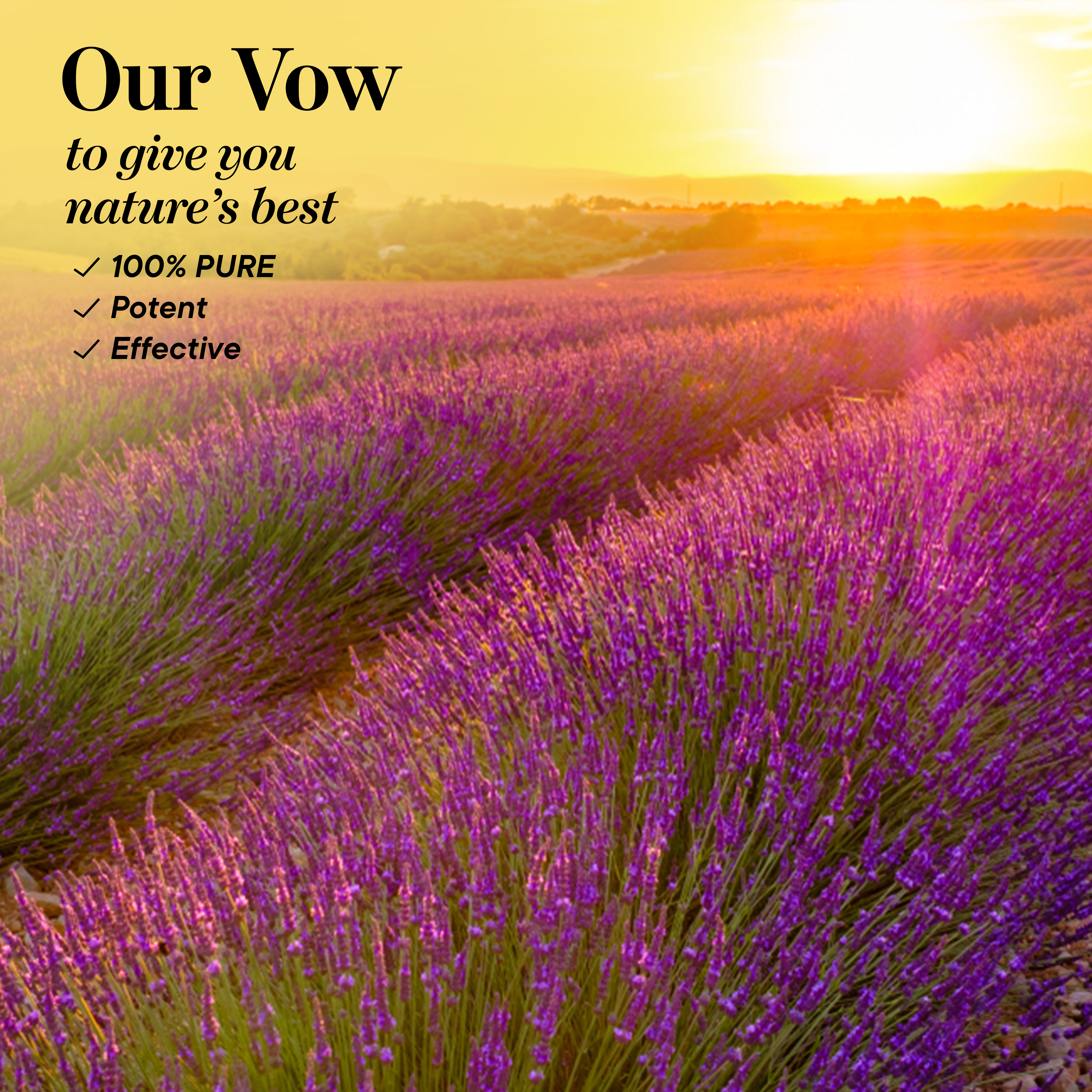 Bulgarian Lavender Essential Oil Ingredients