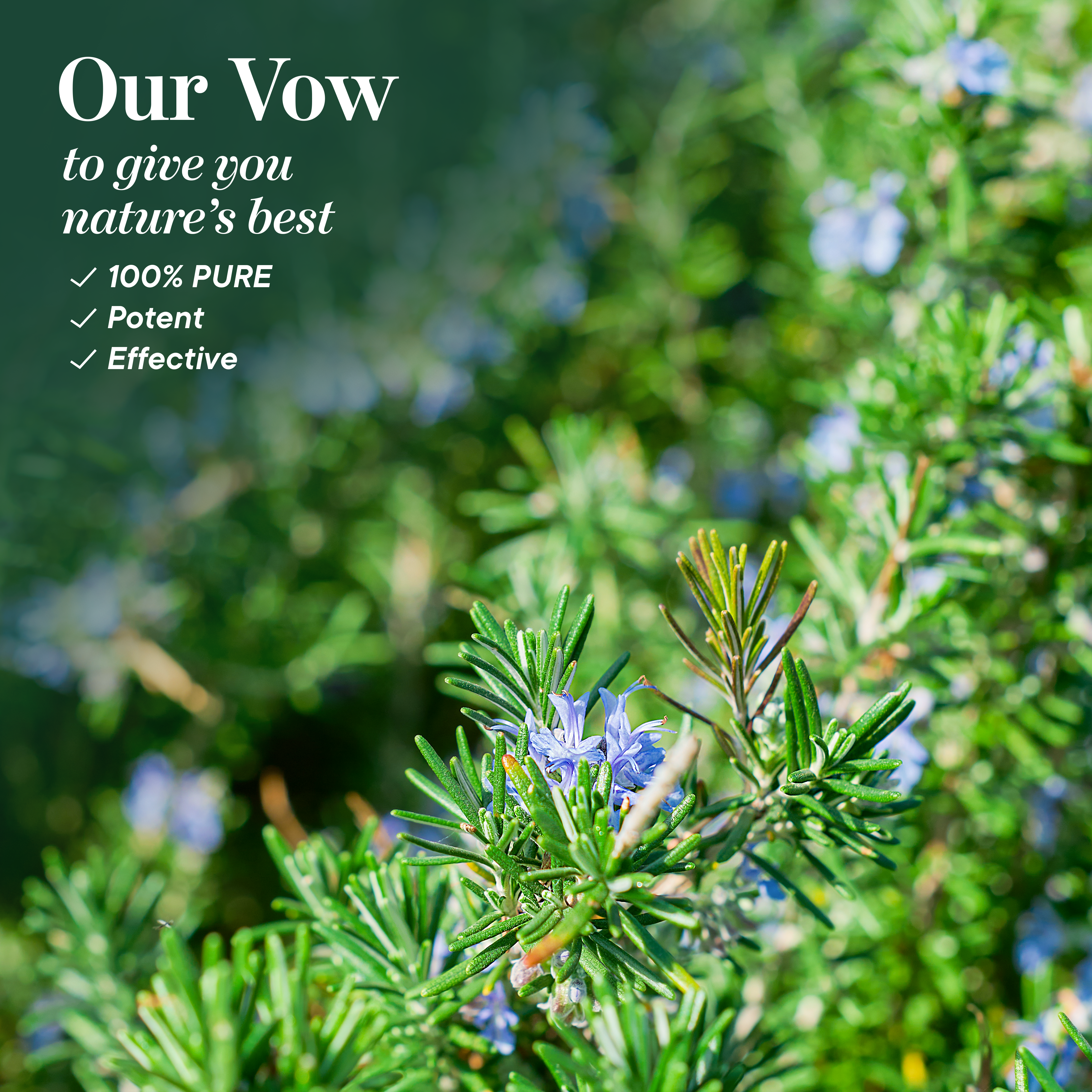 Spanish Rosemary Essential Oil Ingredients