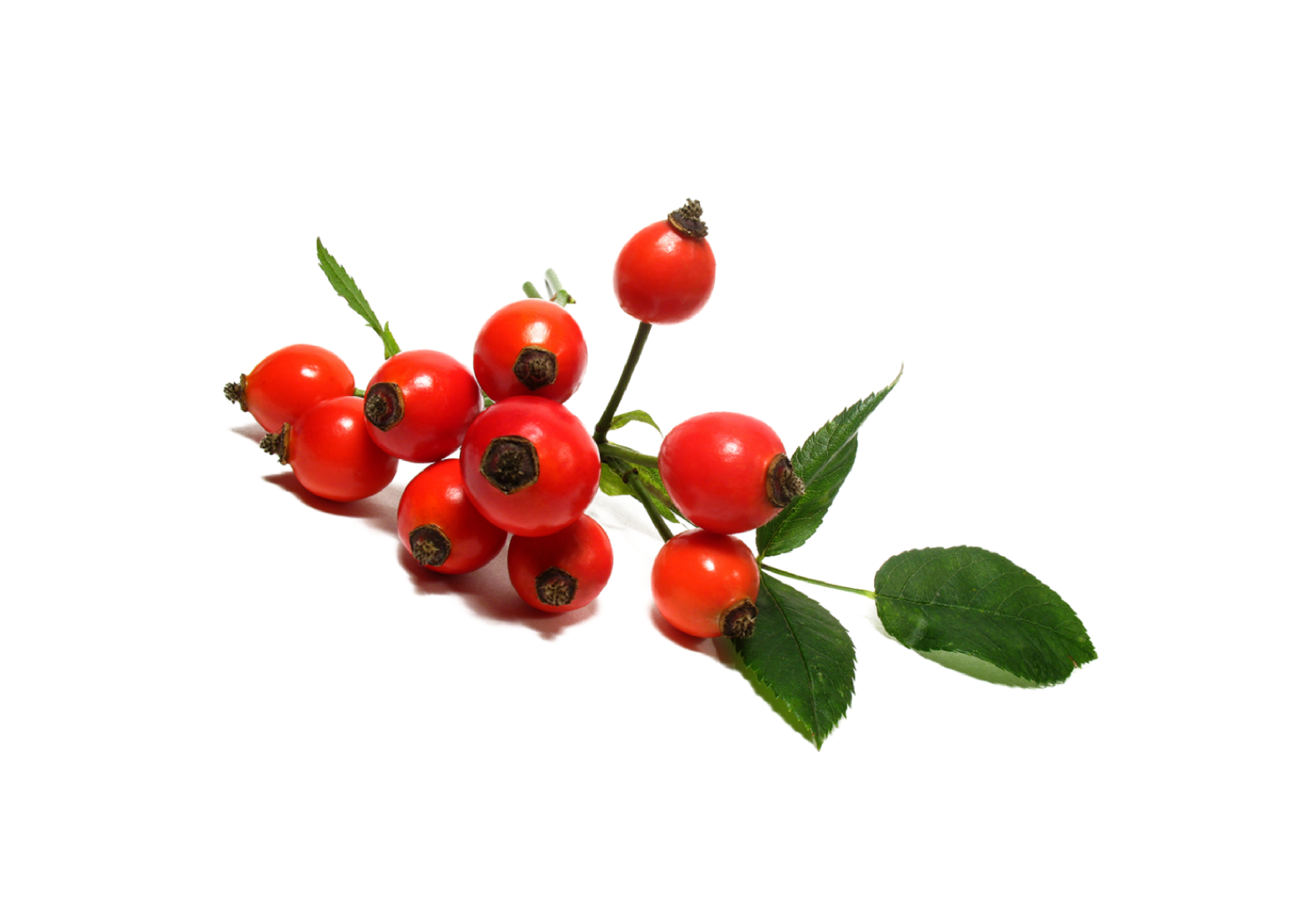 Rosehip Oil