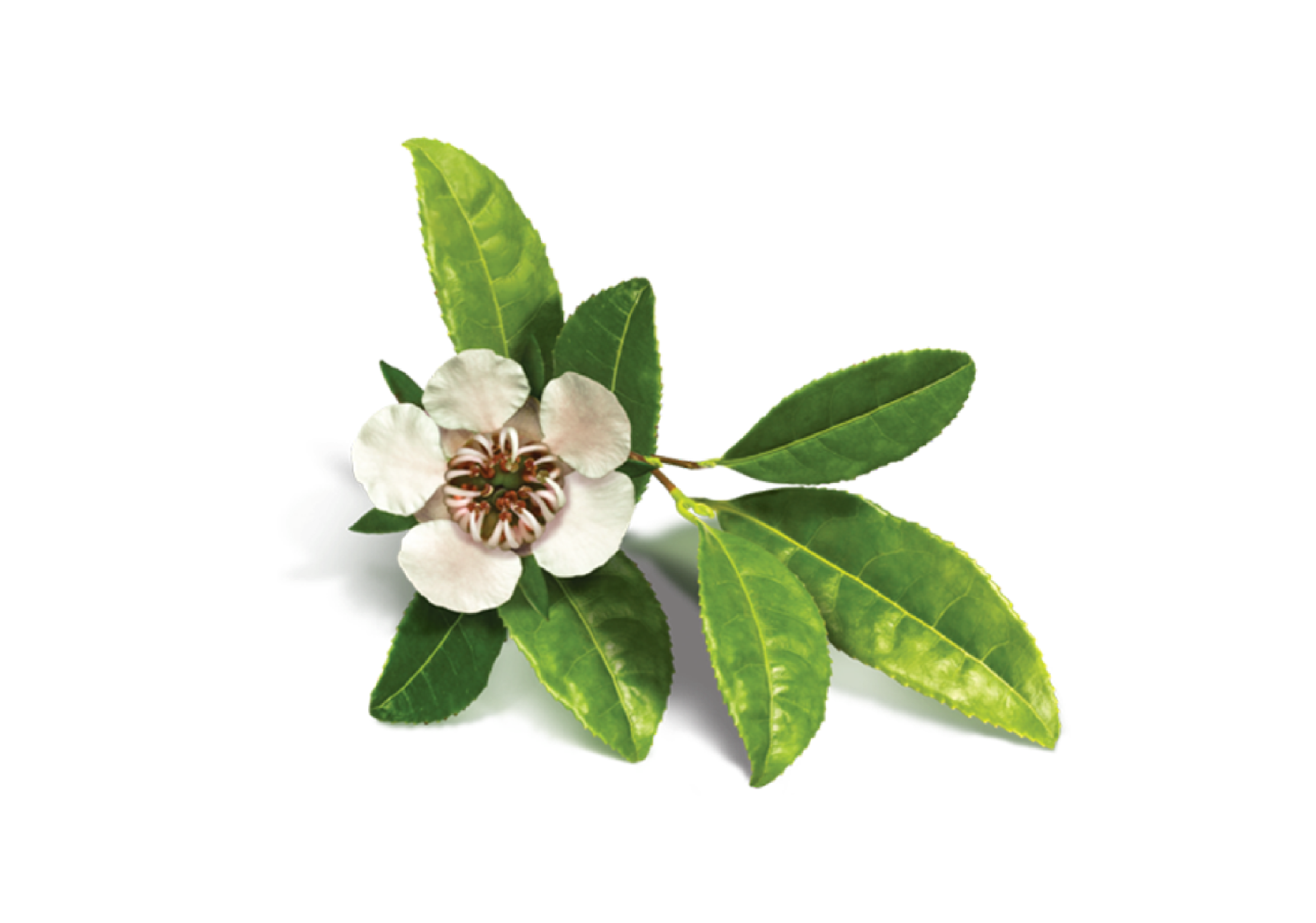 Tea Tree Oil