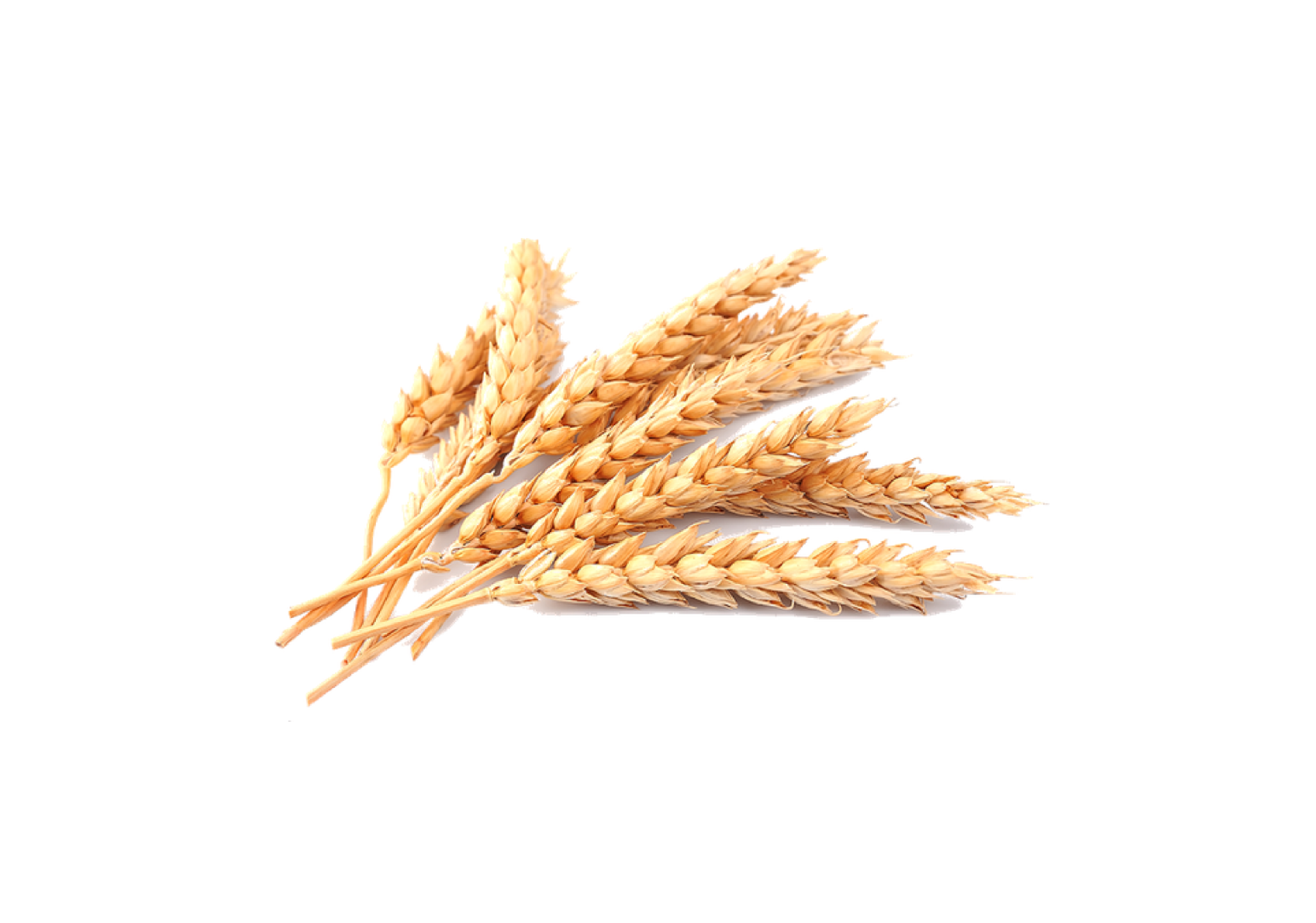 Wheat Germ Oil