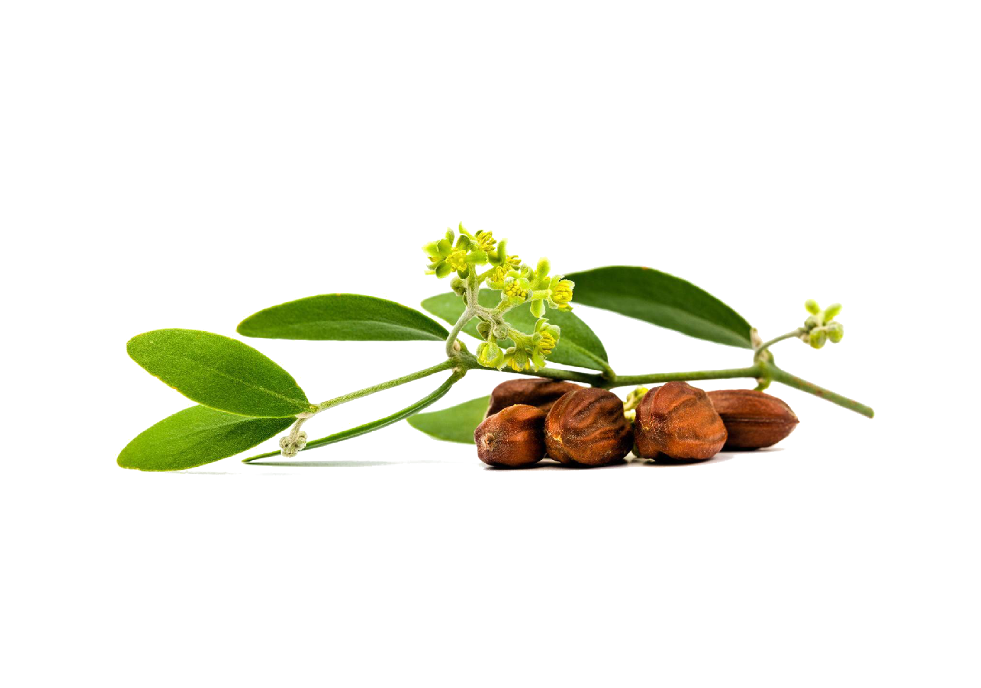 Jojoba Oil