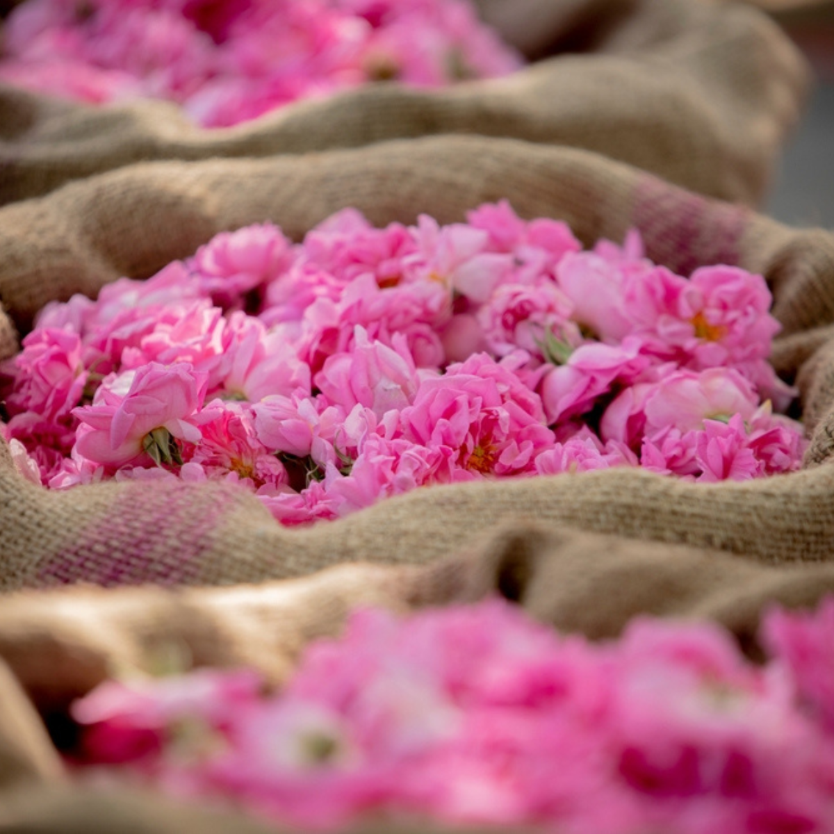 pink rose flowers in burlap bags