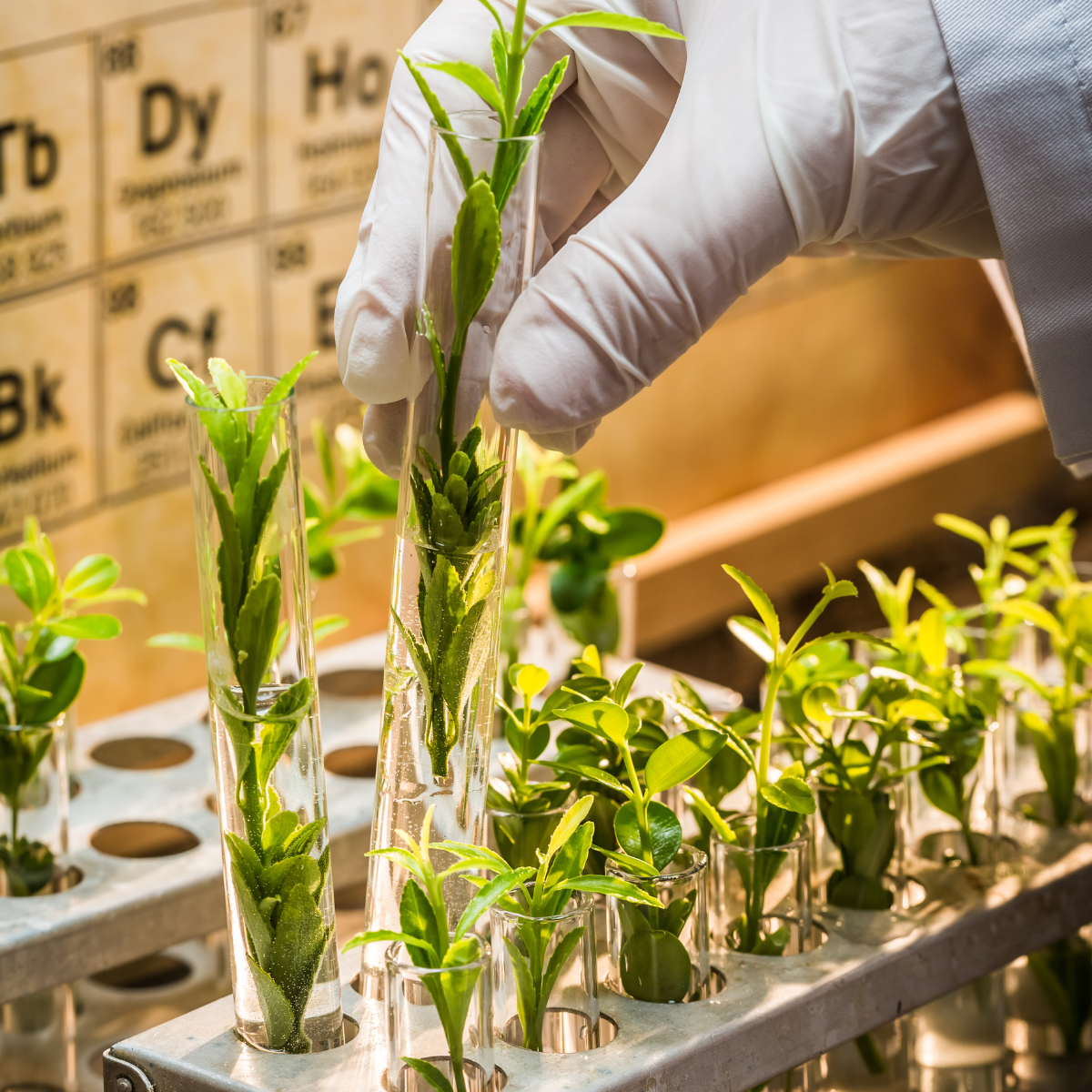 a hand with glove holding a plant in a test tube